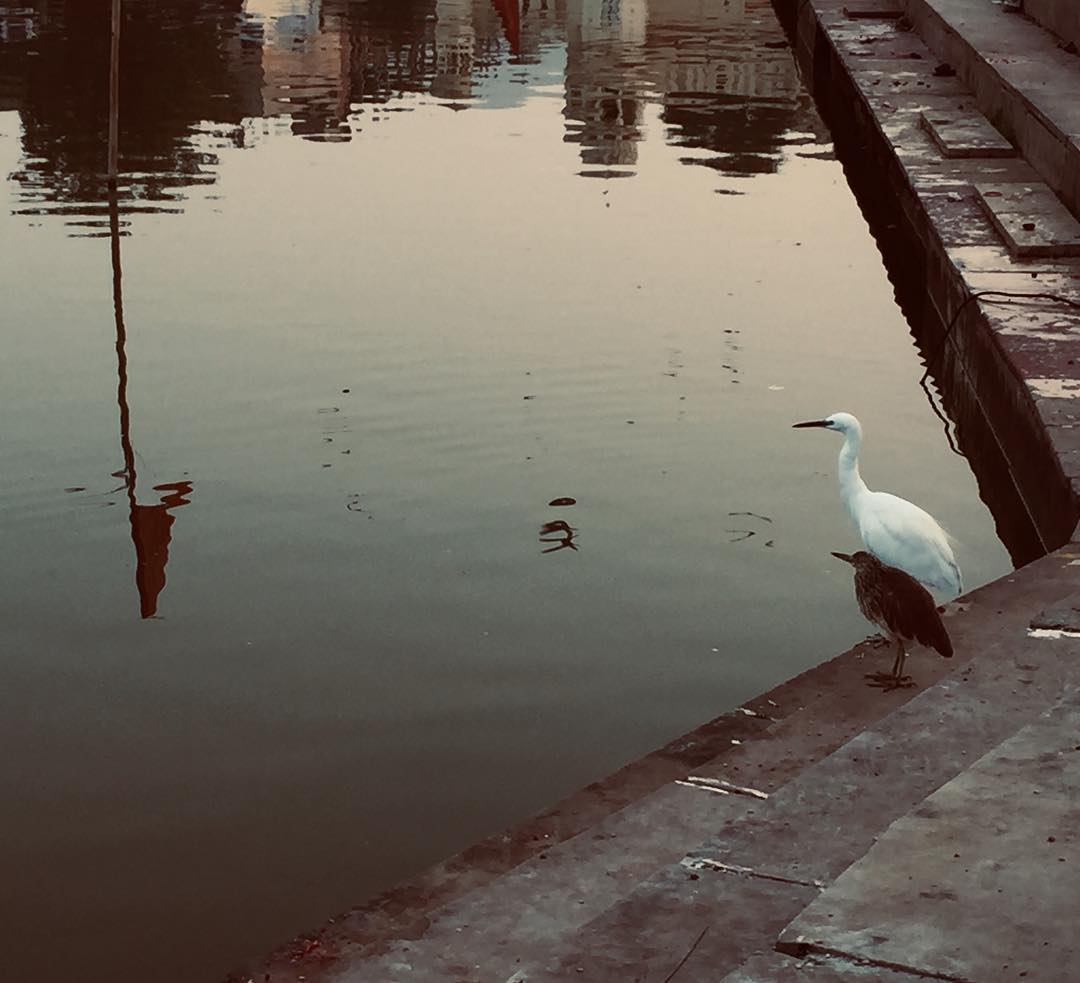 Pushkar-lake-birds