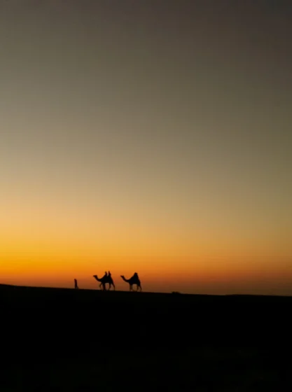 Camels In Silhouette