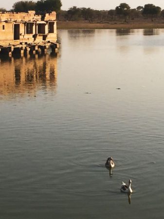 Ducks swimming at Gadisar Lake Jaisalmer